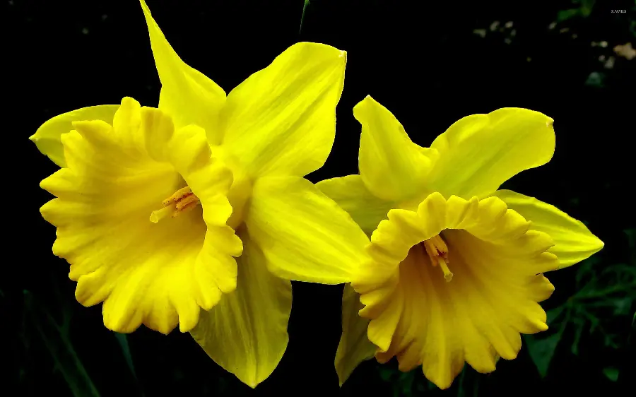 Download the magical and popular background of 2 yellow daffodils