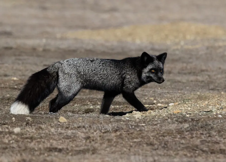 Download a very beautiful stock image of a wild silver fox in FUII HD quality