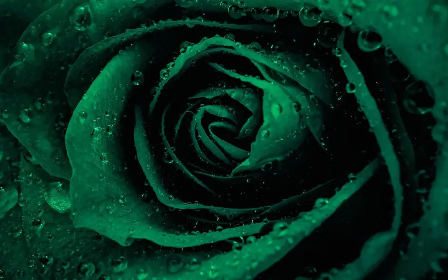 Download a common background of a dark green rose