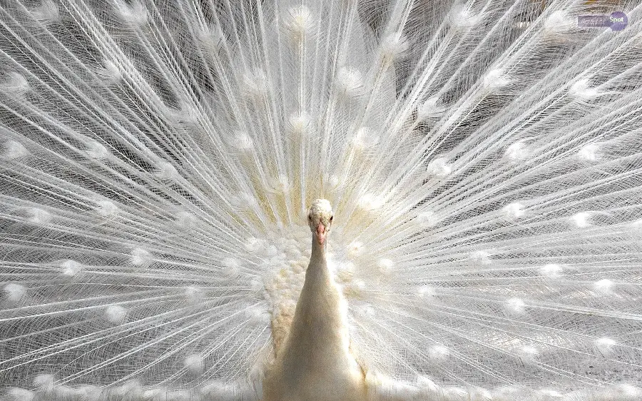 Download HD quality background and pearl of white peacock feathers