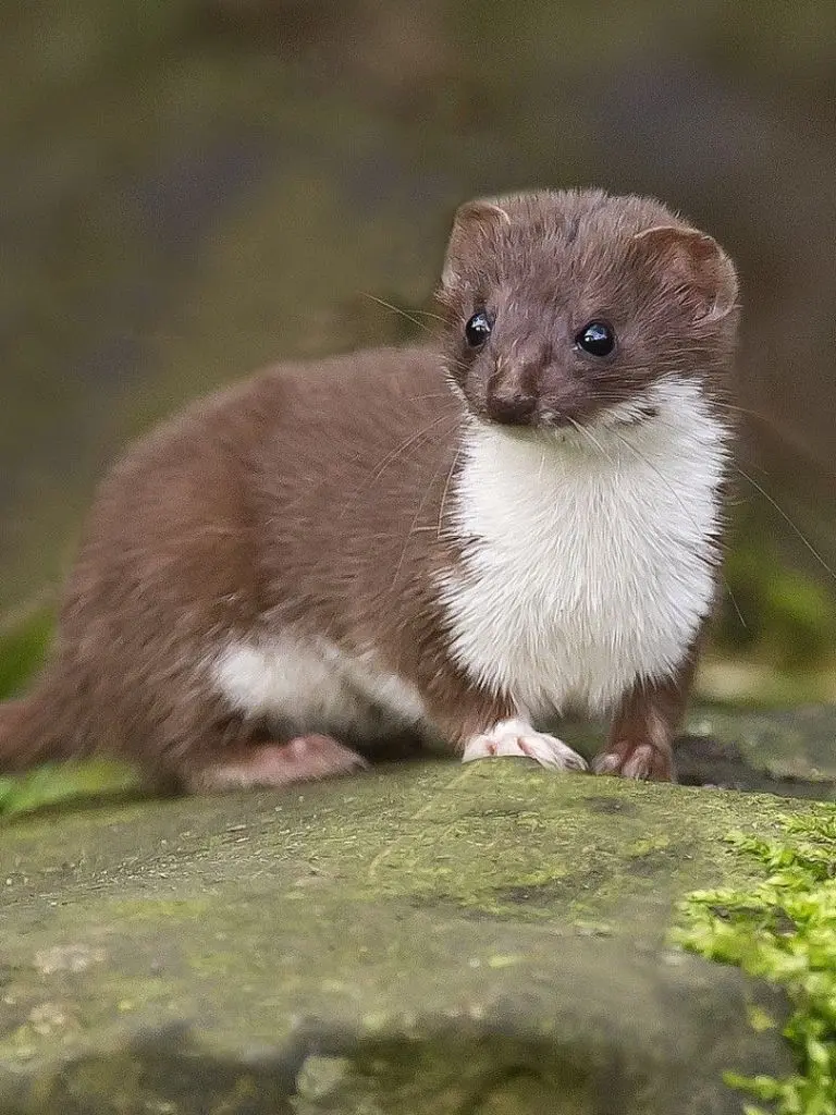 The closest and most prominent vector of a gray bloodthirsty weasel on a large boulder suitable for the phone