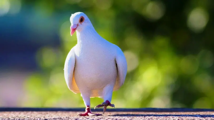 Strange photo of a white pigeon sitting on the ground with one leg