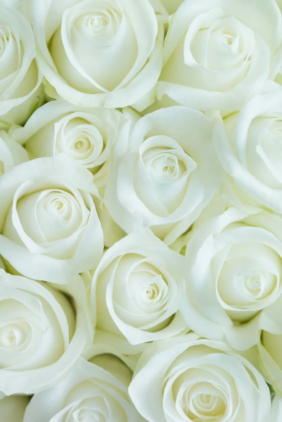 The most beautiful poster of a white rose with HD quality