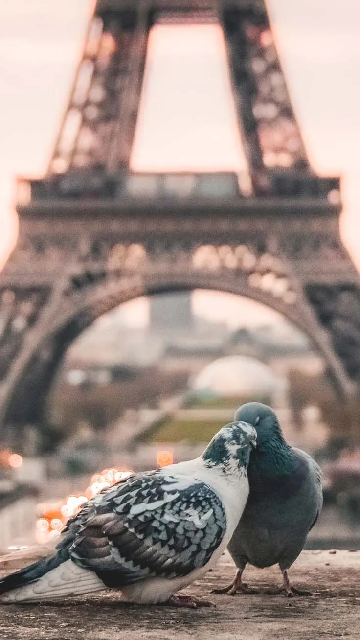 Beautiful love poster of two doves in front of the Eiffel Tower in Paris