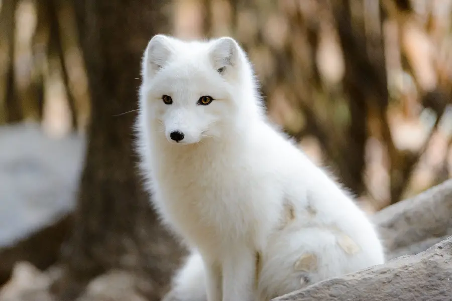 High quality background image of a white arctic fox in the forest