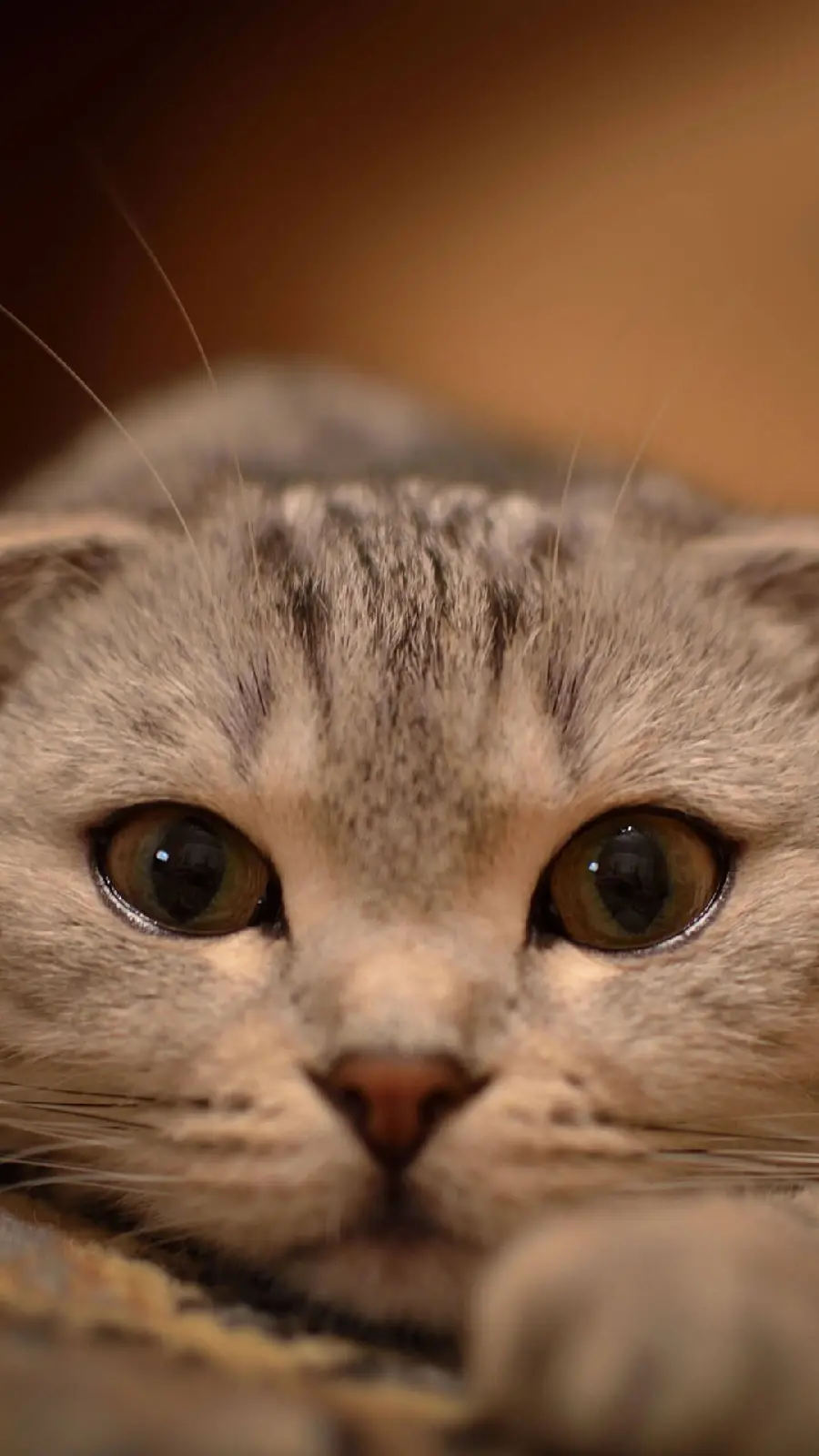 The latest hd poster of a fat brown-eyed cat