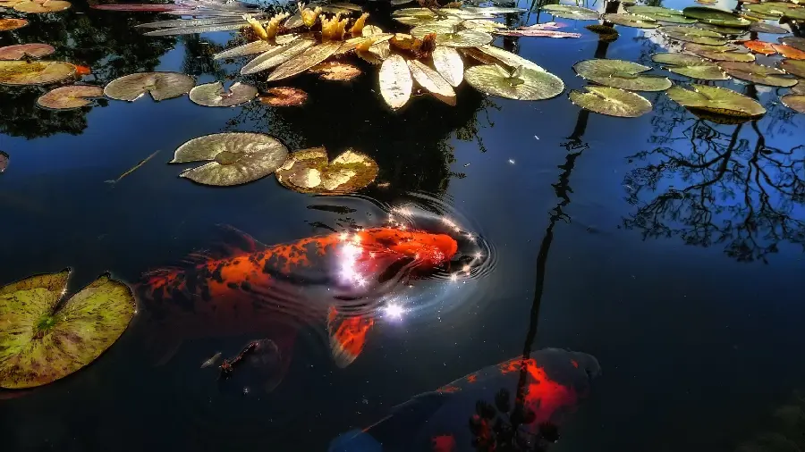 Download a Lovely Full HD Background of the Lake Water Surface