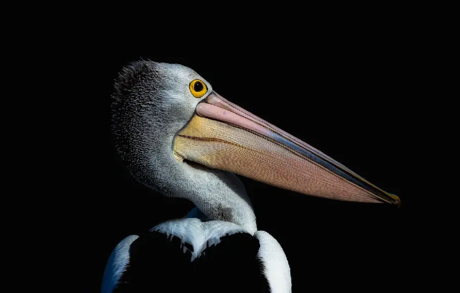 Mysterious fantasy image of a straight profile of a pelican's face in a black space