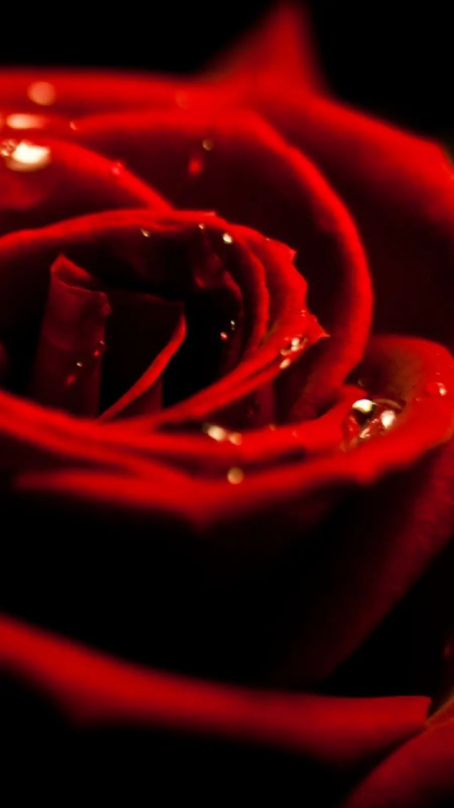 Beautiful and eye-catching background of a deep red rose with HD quality