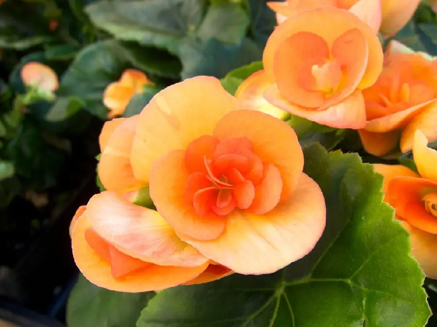 Popular background image of peach begonia flower suitable for Windows