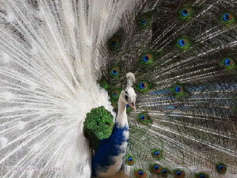 Wallpaper of two-part, black and white, contrasting feathers of a peacock