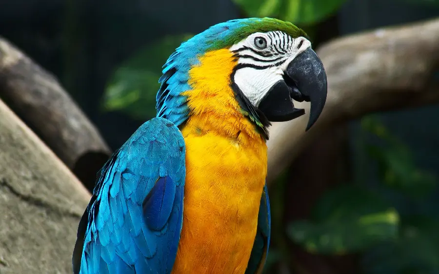 Wallpaper for Windows 12 with a parrot design in yellow and blue
