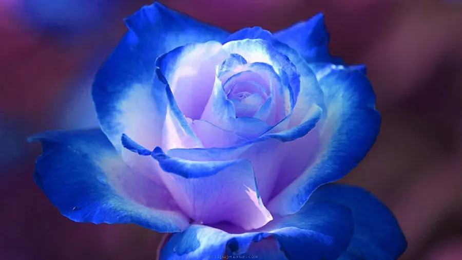 Amazing profile picture of a beautiful blue rose