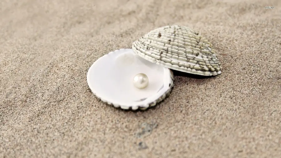 High quality profile photo of a shell with a white pearl in it