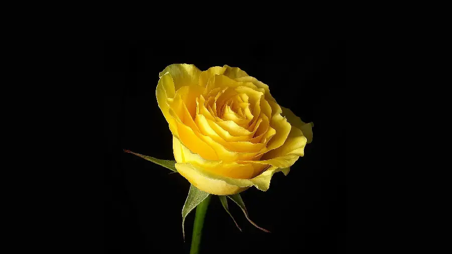 Download Yellow Rose Photo with Black Background for Instagram 