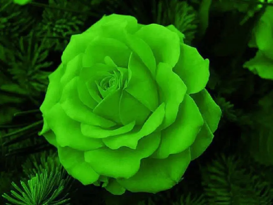 Large green rose background with HD quality suitable for mobile