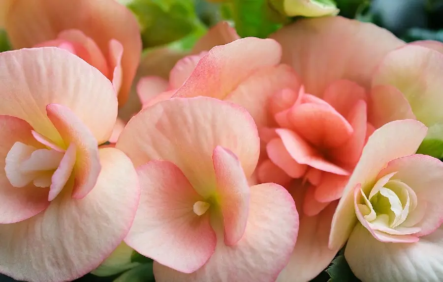 Image of pastel-colored begonia flowers in hd quality