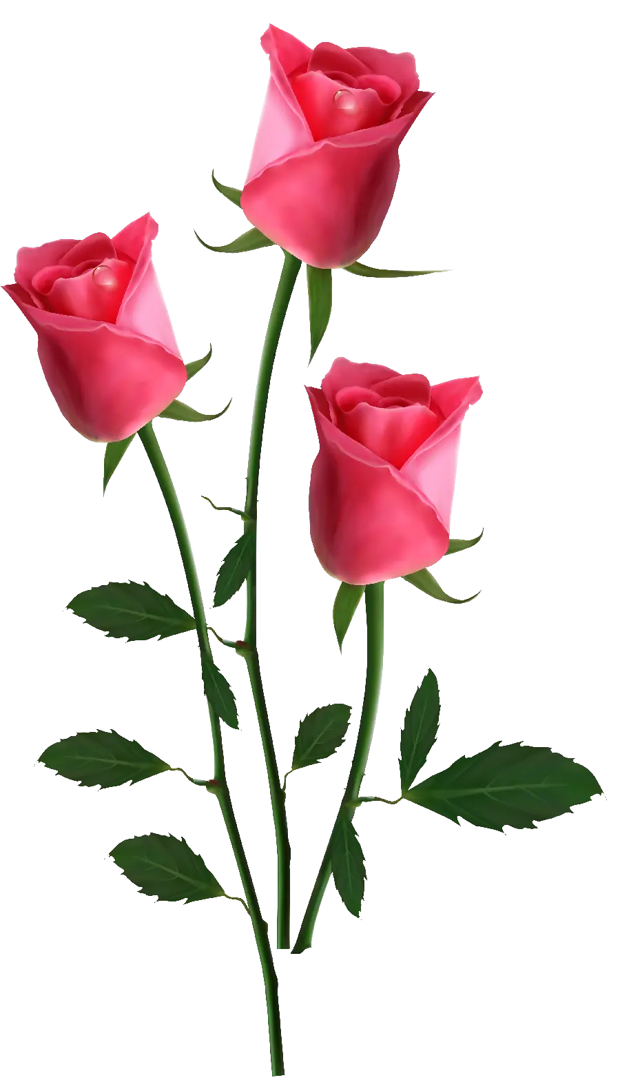 Pure digital photo of a pink rose in free PNG format