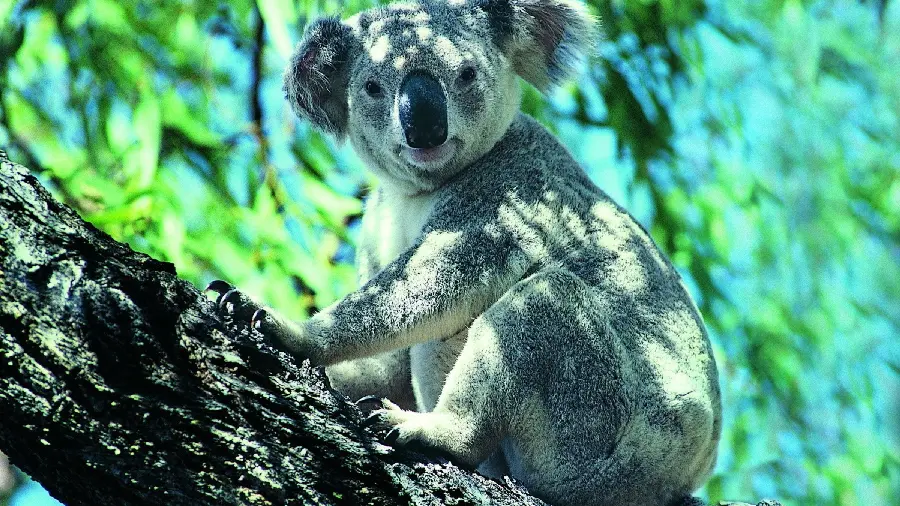 A stock and extraordinary photo of a koala standing on a tree in the sunlight