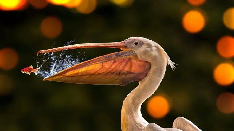 Download spectacular photo of a small goldfish escaping from the pelican's mouth