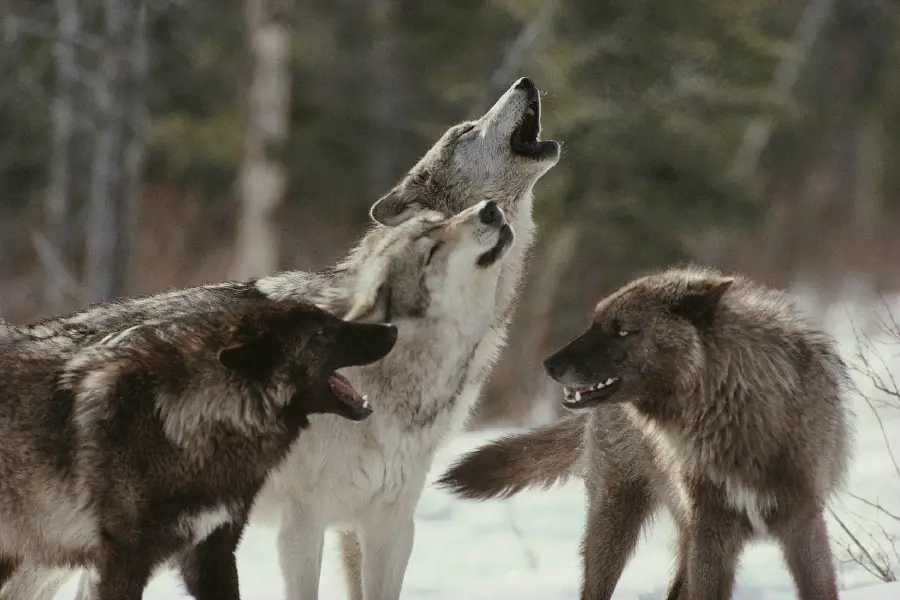 Exciting picture of wolves howling for profile 