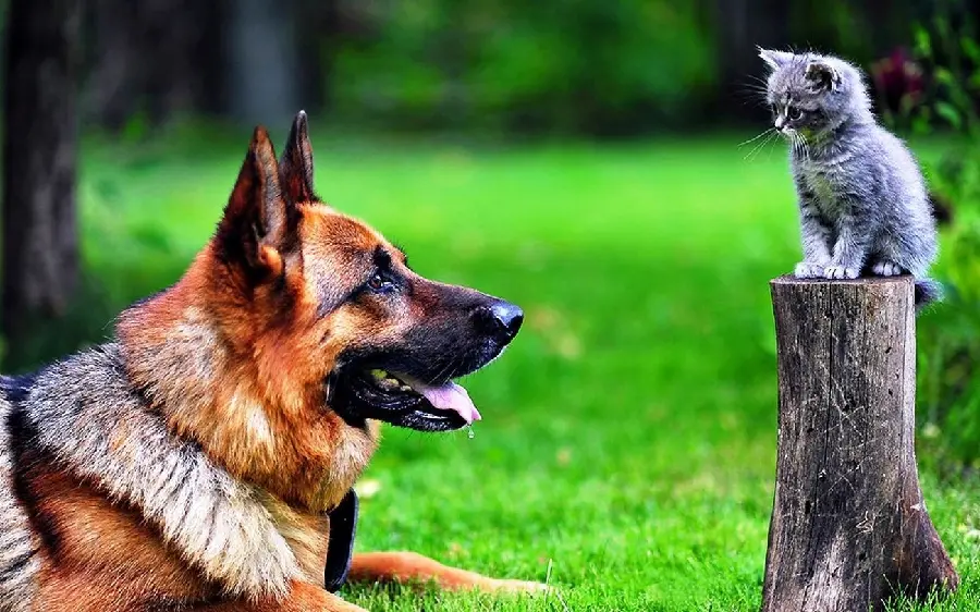 The most interesting view of dog and cat friendship in excellent Full HD quality for your profile
