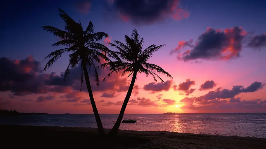 Exceptional photo of a view of palm trees with a beautiful sunset on the sea