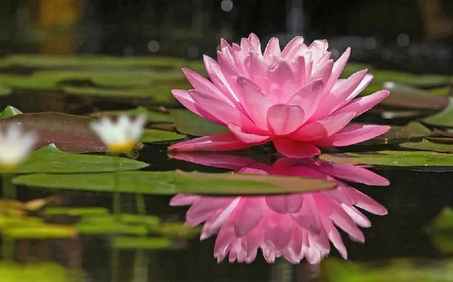 Beautiful background of a lonely and amazing water lily