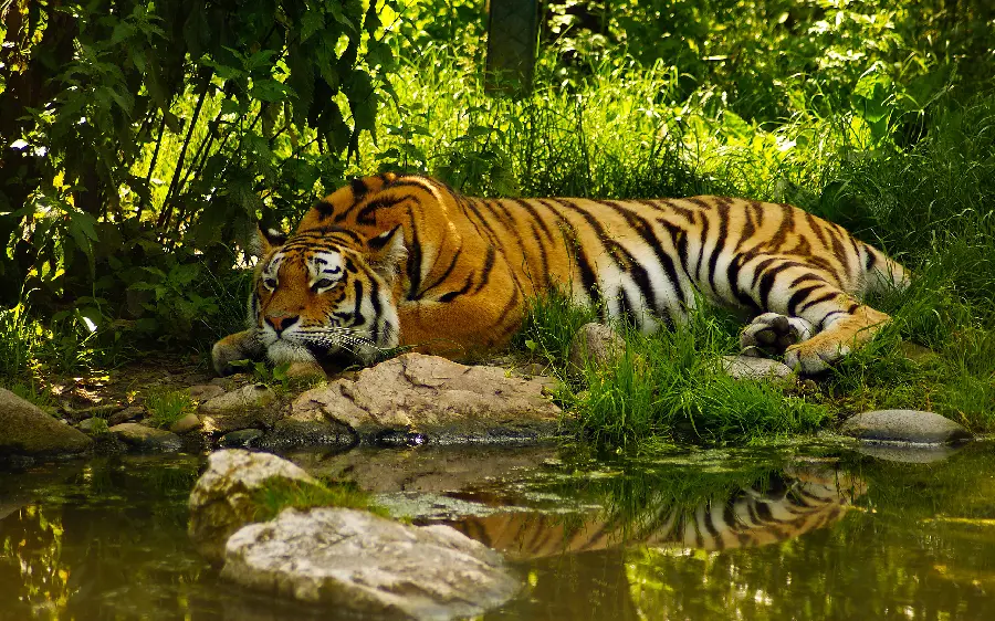 The hottest tiger lurking background In nature in HD quality 
