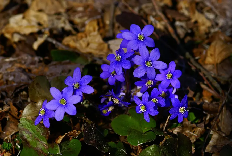 A masterpiece stock photo of a purple flower in 8K quality