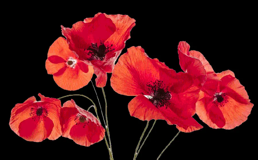 Download High Quality png picture of Wild Red Poppies