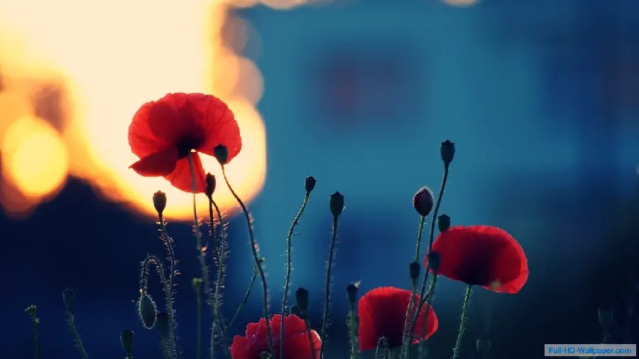 Beautiful poppy flower wallpaper in sunset in quality 8K