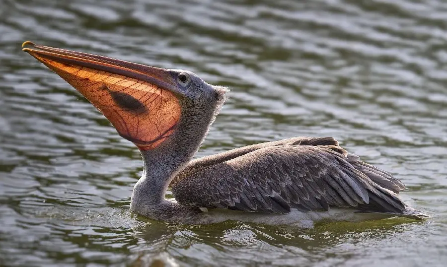 Top wallpaper of a pelican swimming with a fish in its beak