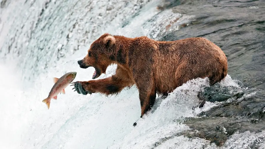 A brown bear hunting fish in a lake in An artistic view 