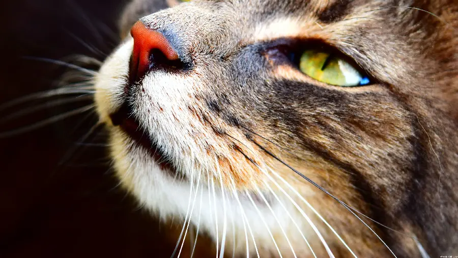 High quality image of a cat with green eyes and a red nose