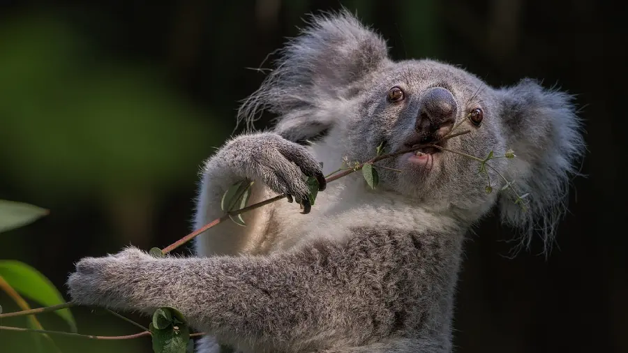 Energy profile photo of a koala holding a branch with a leaf in its mouth