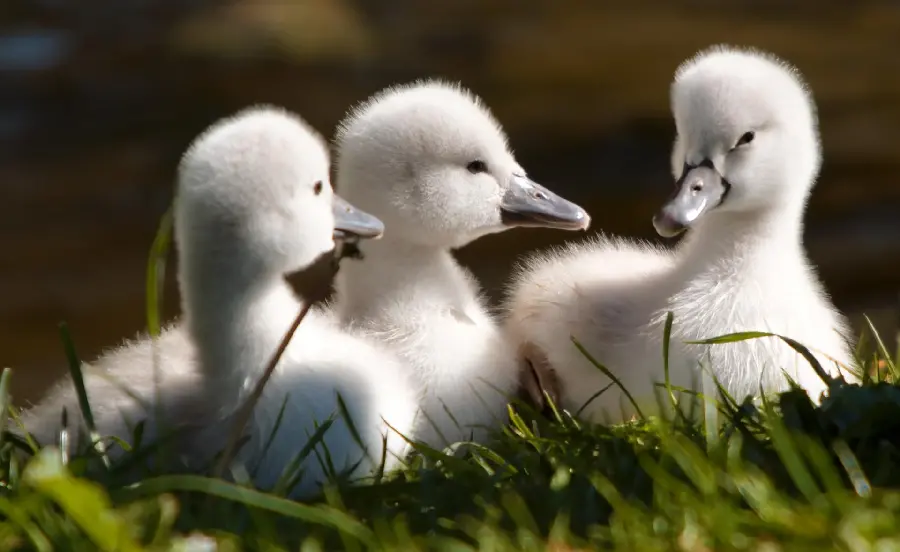 Photo of cute and lovely baby swans in green nature 