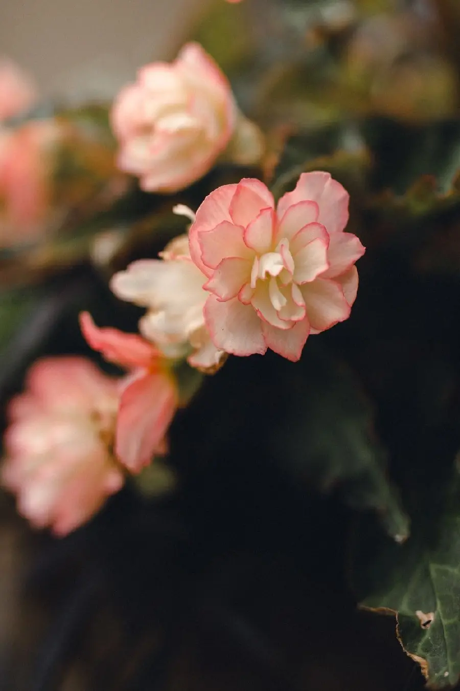 A poster of a clear begonia flower and three blurry flowers in the background