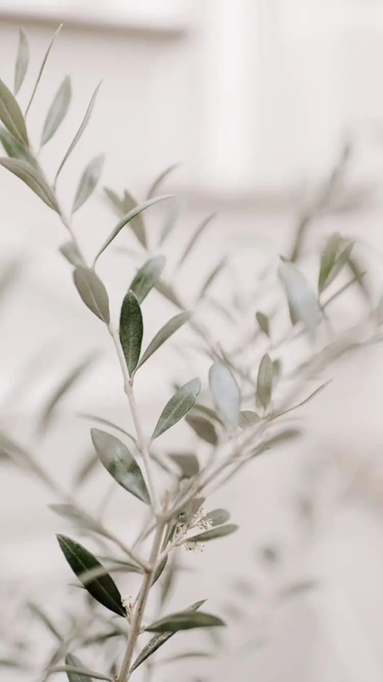Download the colorless and weak poster of a branch without olives