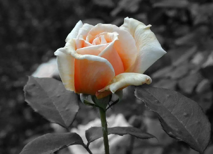 Photo High quality peach rose with black and white background 
