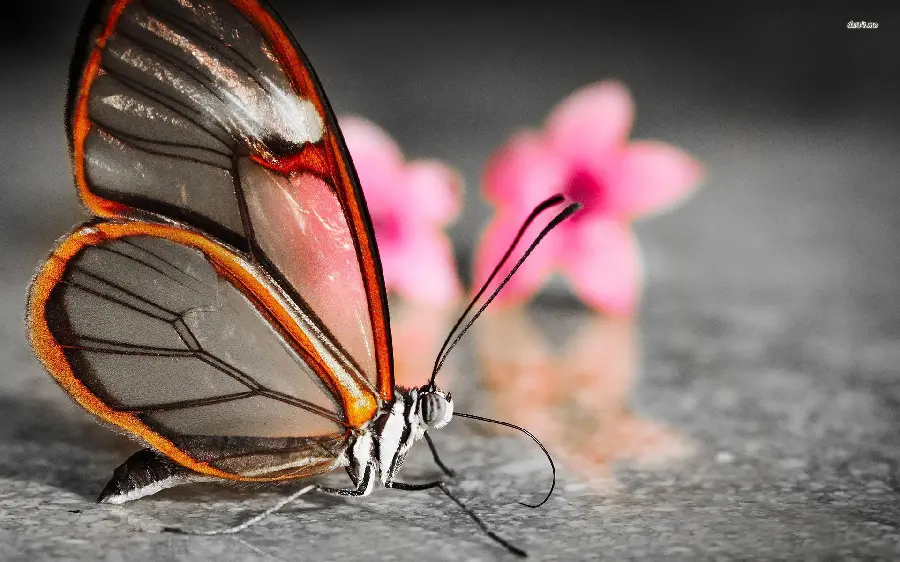 The most beautiful butterfly wallpaper with a pink flower background for Windows 11 and 12