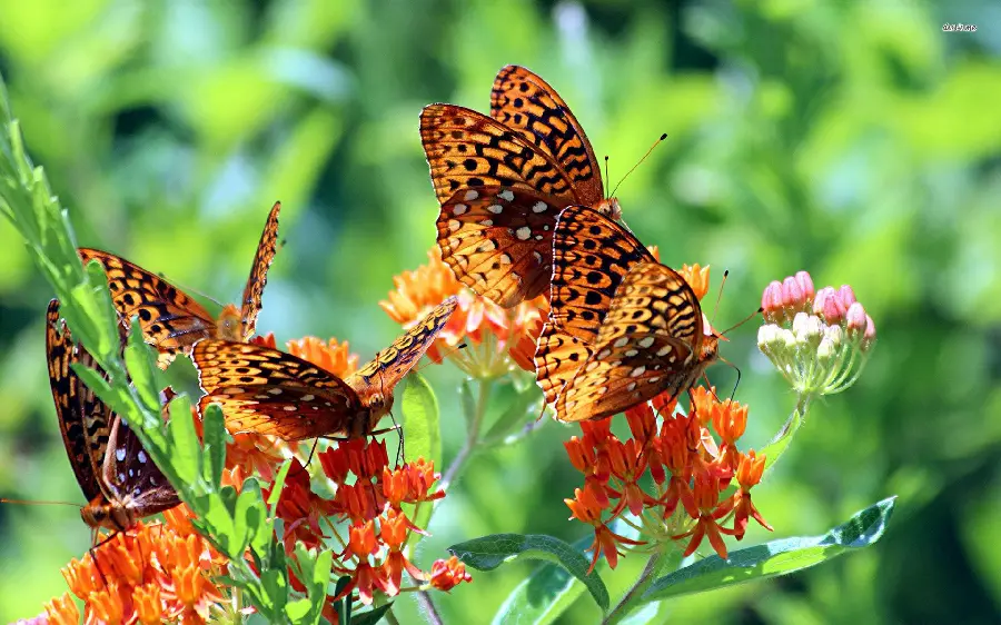 Lovely Butterflies in the Gorgeous Nature