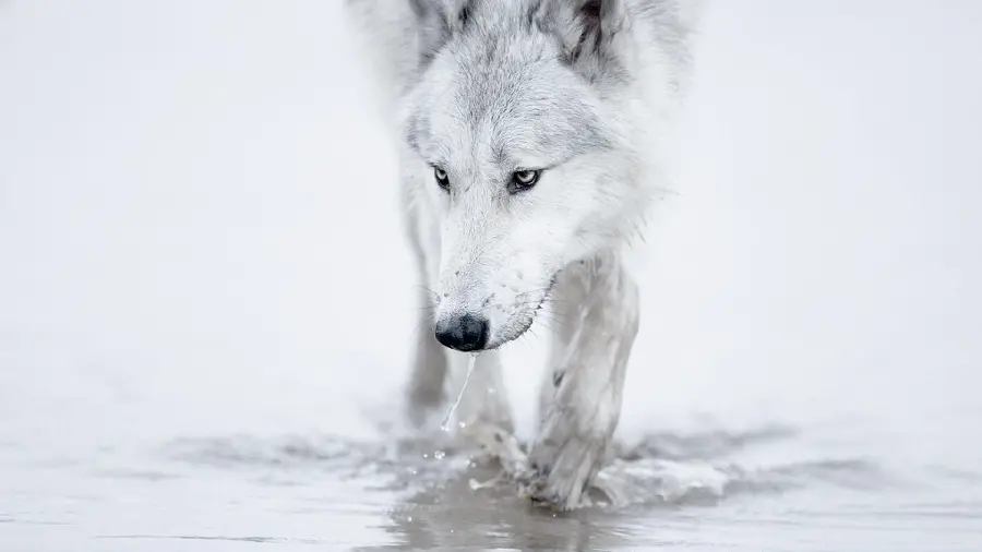 Admirable artistic photo of a white wolf in high quality 