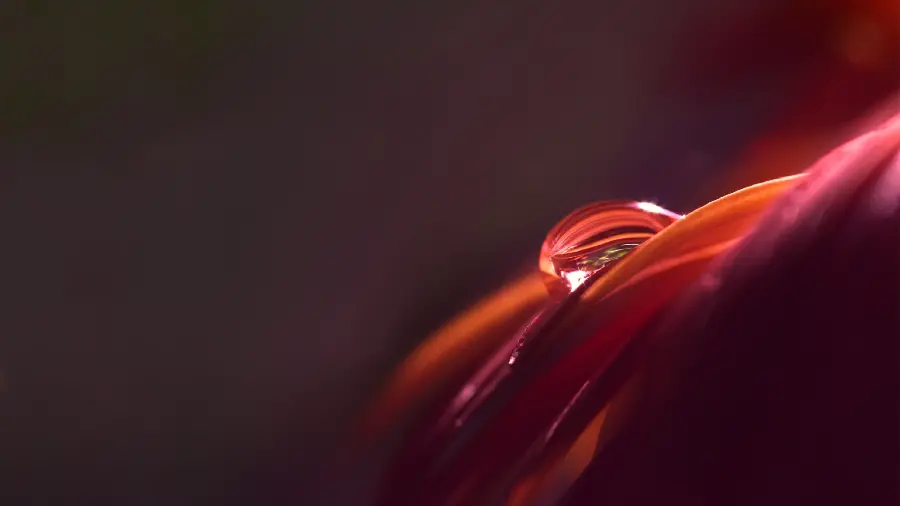 Download the best quality dew drop wallpaper for your laptop and computer 