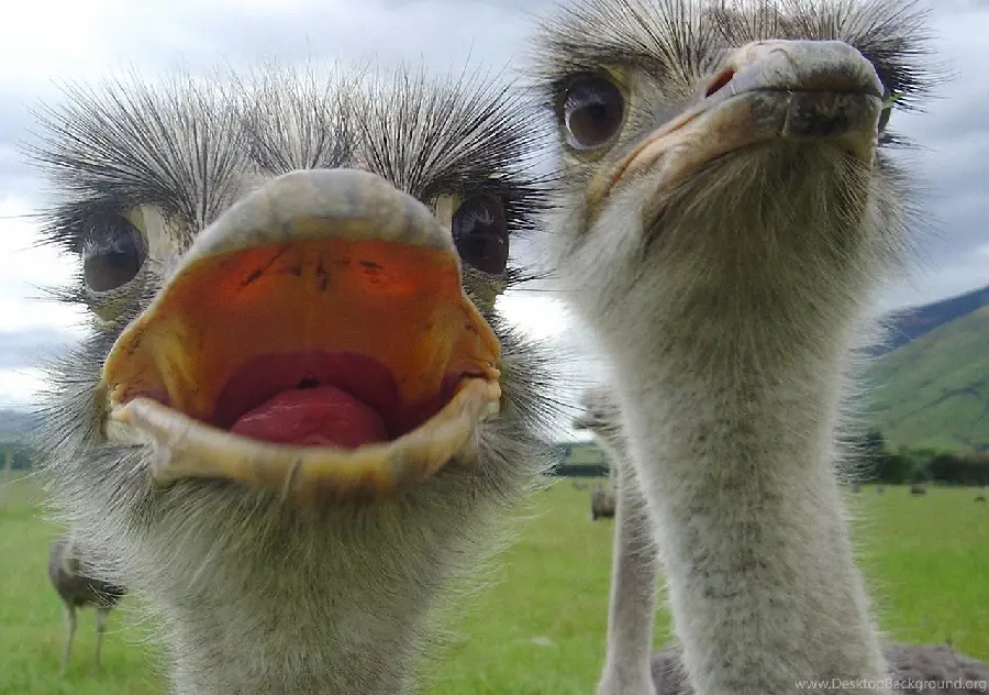 Wallpaper High quality of two fluffy and cute ostriches