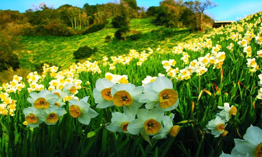 Download the unique view of the lush field of daffodils in stock