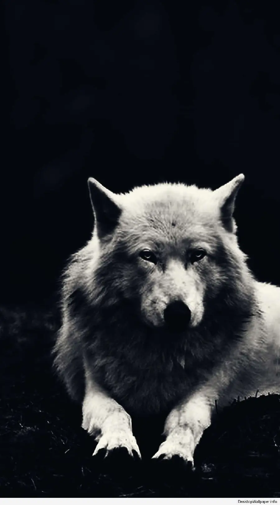 A special and impressive view of a white wolf with a black background 