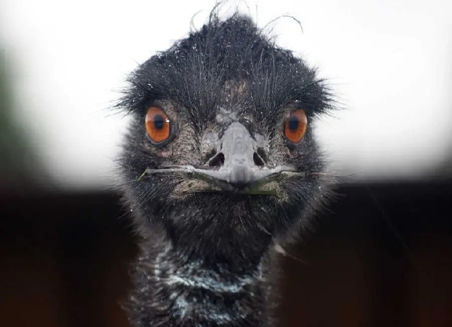 Black ostrich with brown eyes suitable for wallpaper