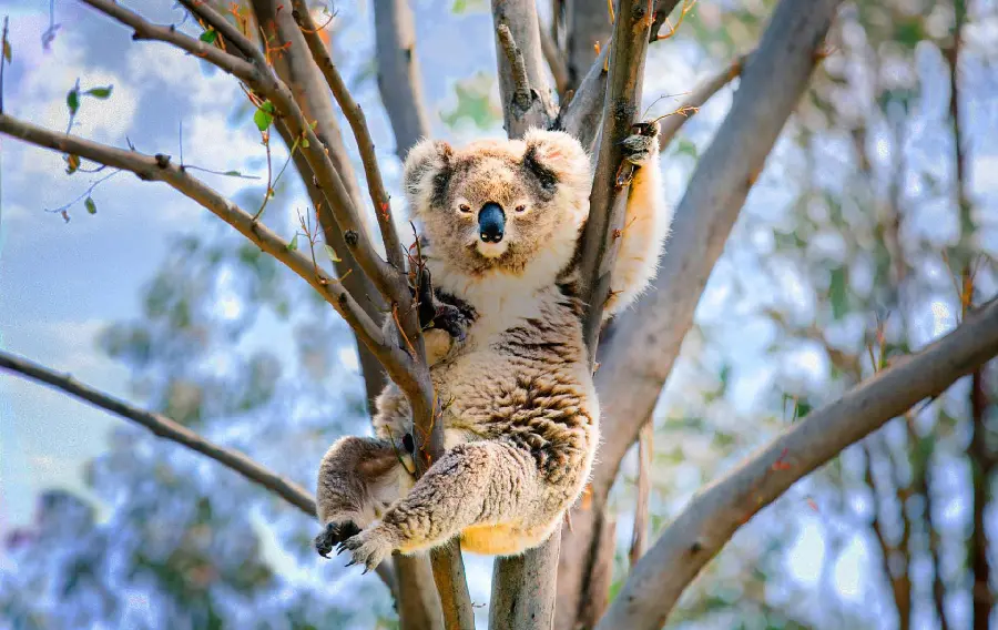 High quality wallpaper of a fluffy koala on top of a big tree