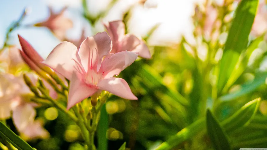 Wallpaper Rare of the famous pink flower for Windows 